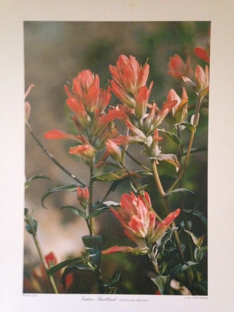 From nature by Torkel Korling – Wild Plants in Flower, plates XLII – XLIX (1963)