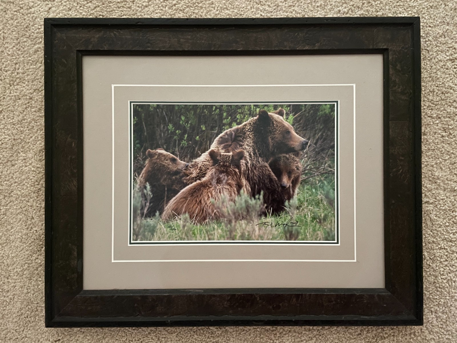 Thomas Mangelsen Grizzy Comfort Numbered Framed Picture
