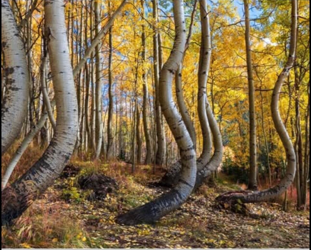 Randy Koepsell Signed Photo “Snow Load Aspens” 36×24 | Museum Grade Acrylic Art