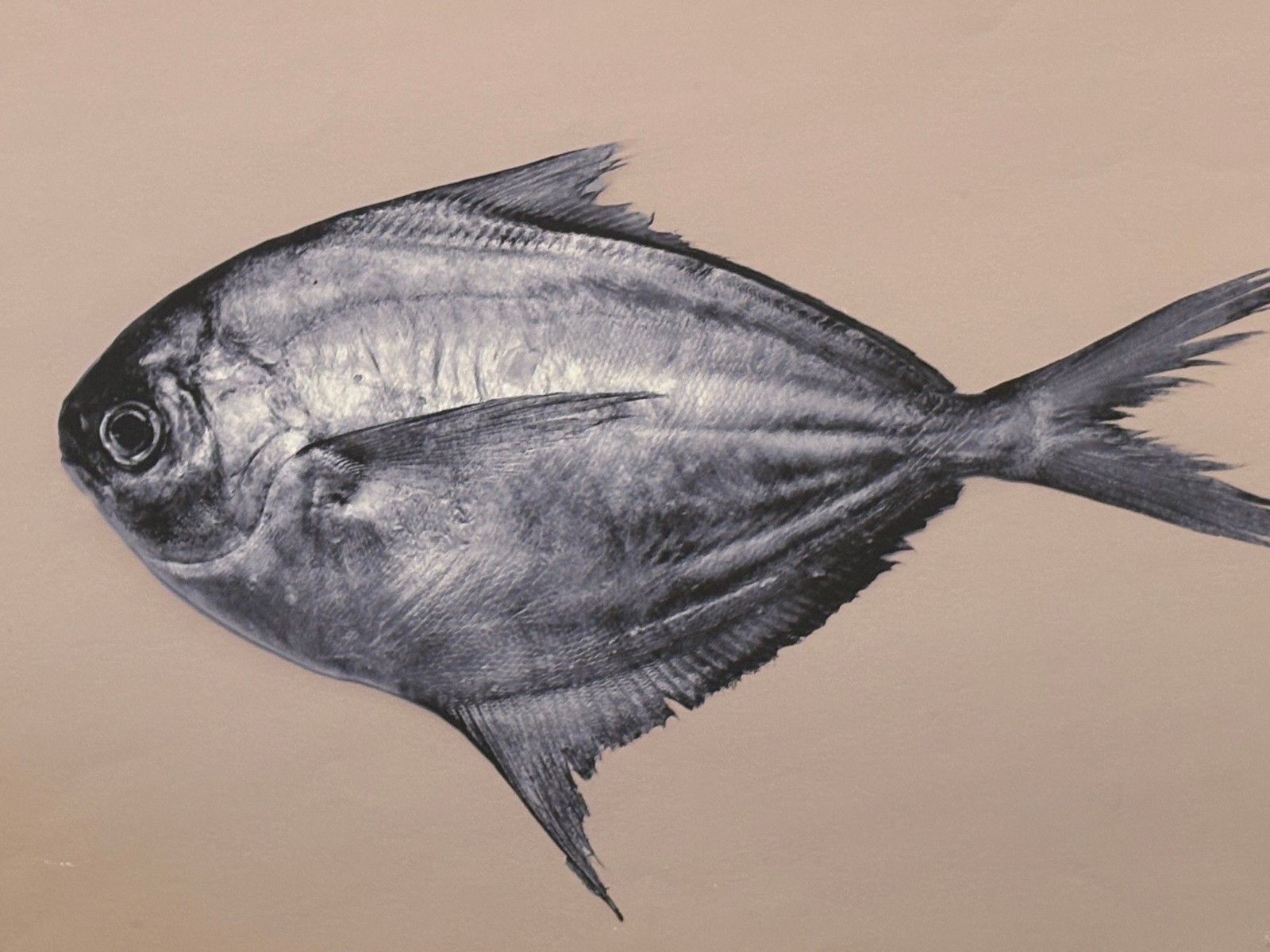 Fish on Tan Background Archival Digital Pigment Print Photograph-Mark Bugzester