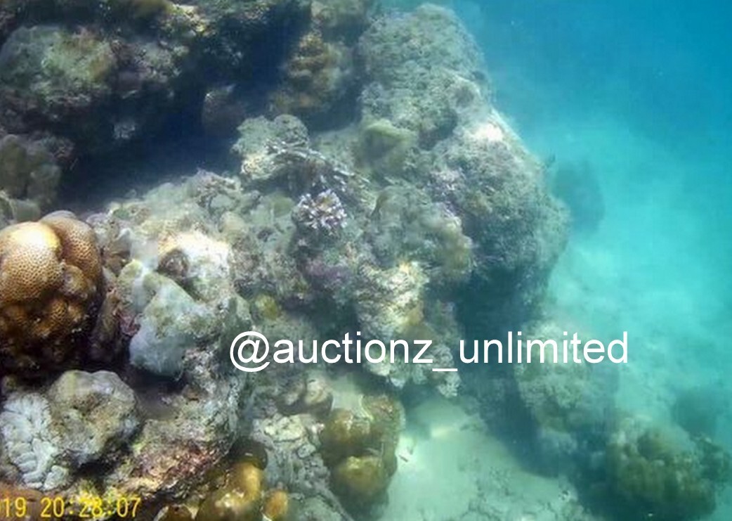 Digital Image Picture Photo Pic Andaman India underwater coral life scuba AND048