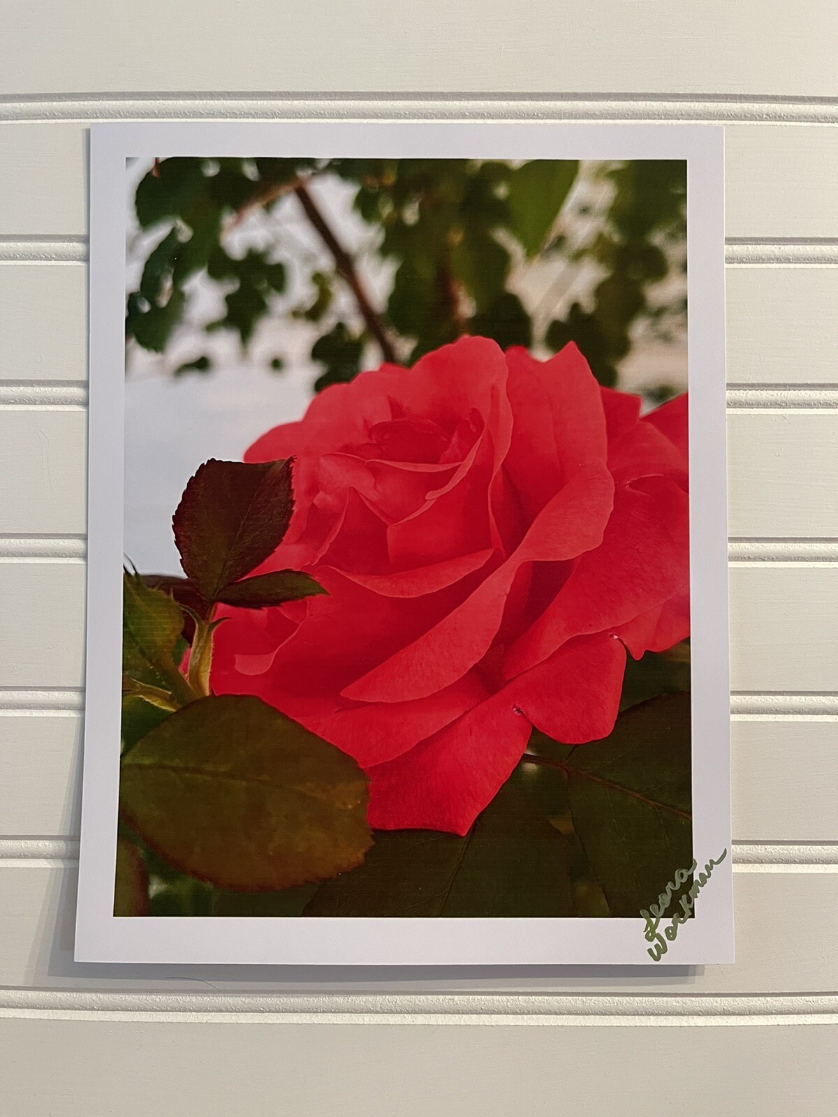 Garden Rose #11 – landscape photograph 8.5×11