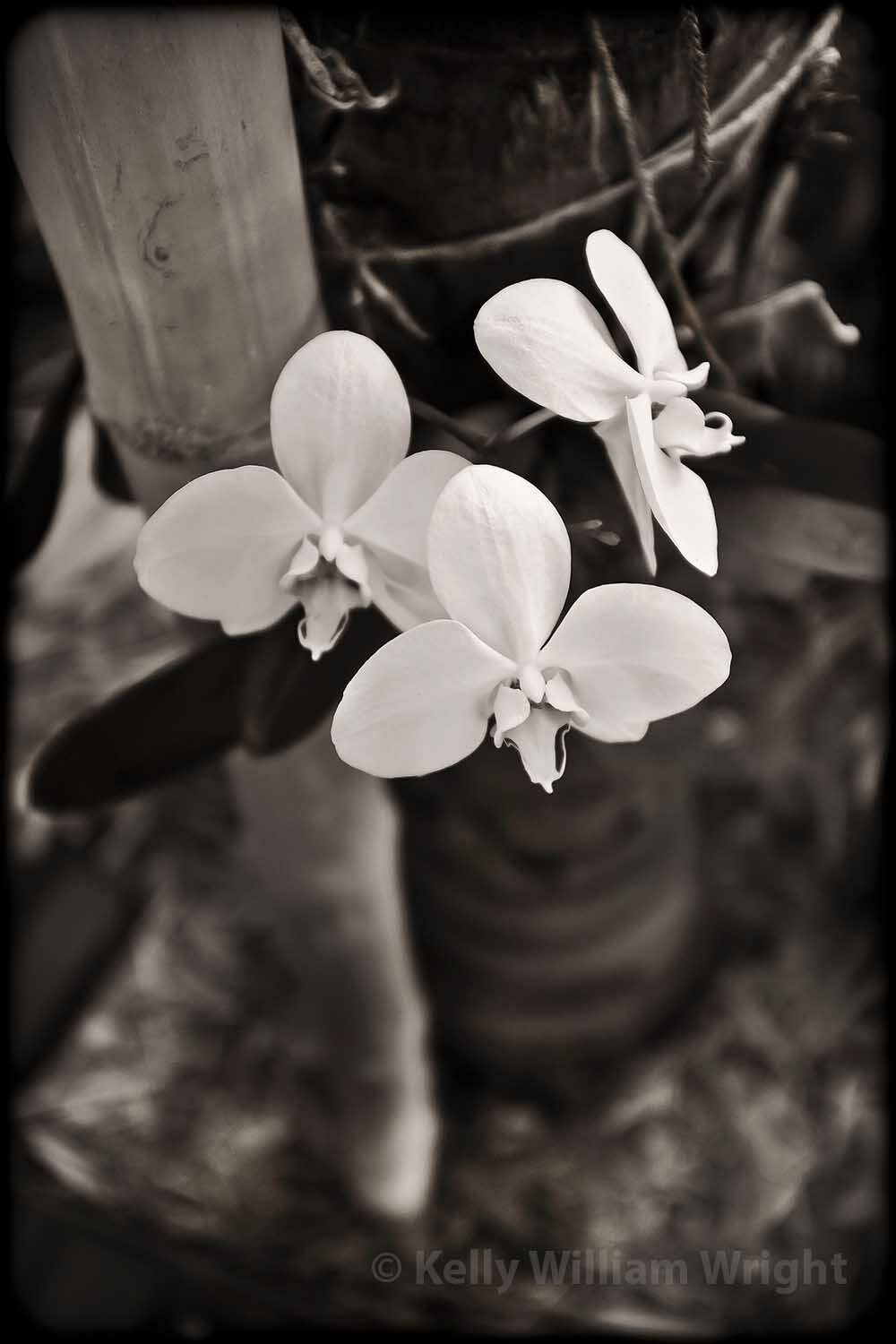 KELLY WILLIAM WRIGHT Original Zen Garden MOTH ORCHID Flower Photo Art 11×8.5 in