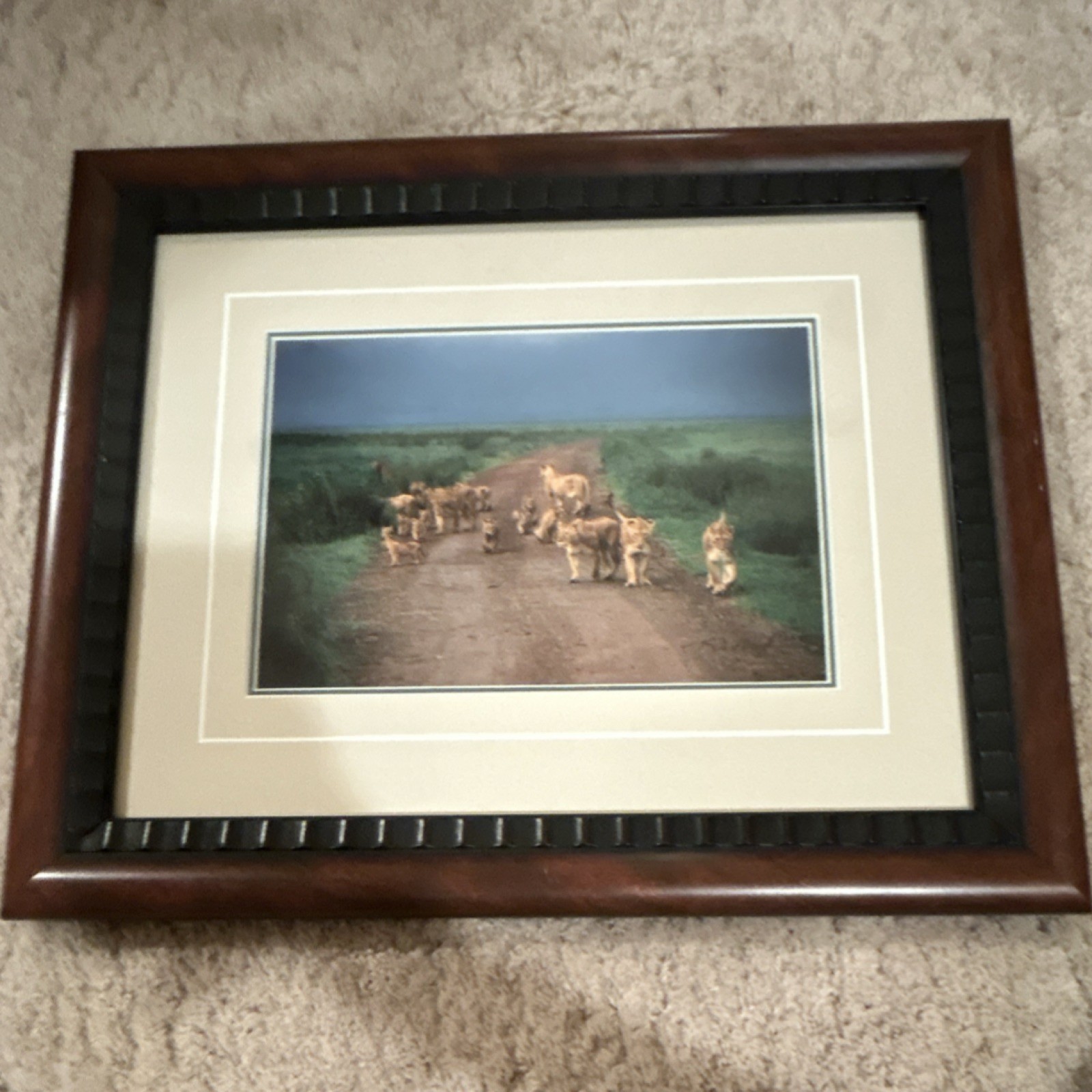 Thomas Mangelsen “Changing Lanes” signed limited edition framed color photo