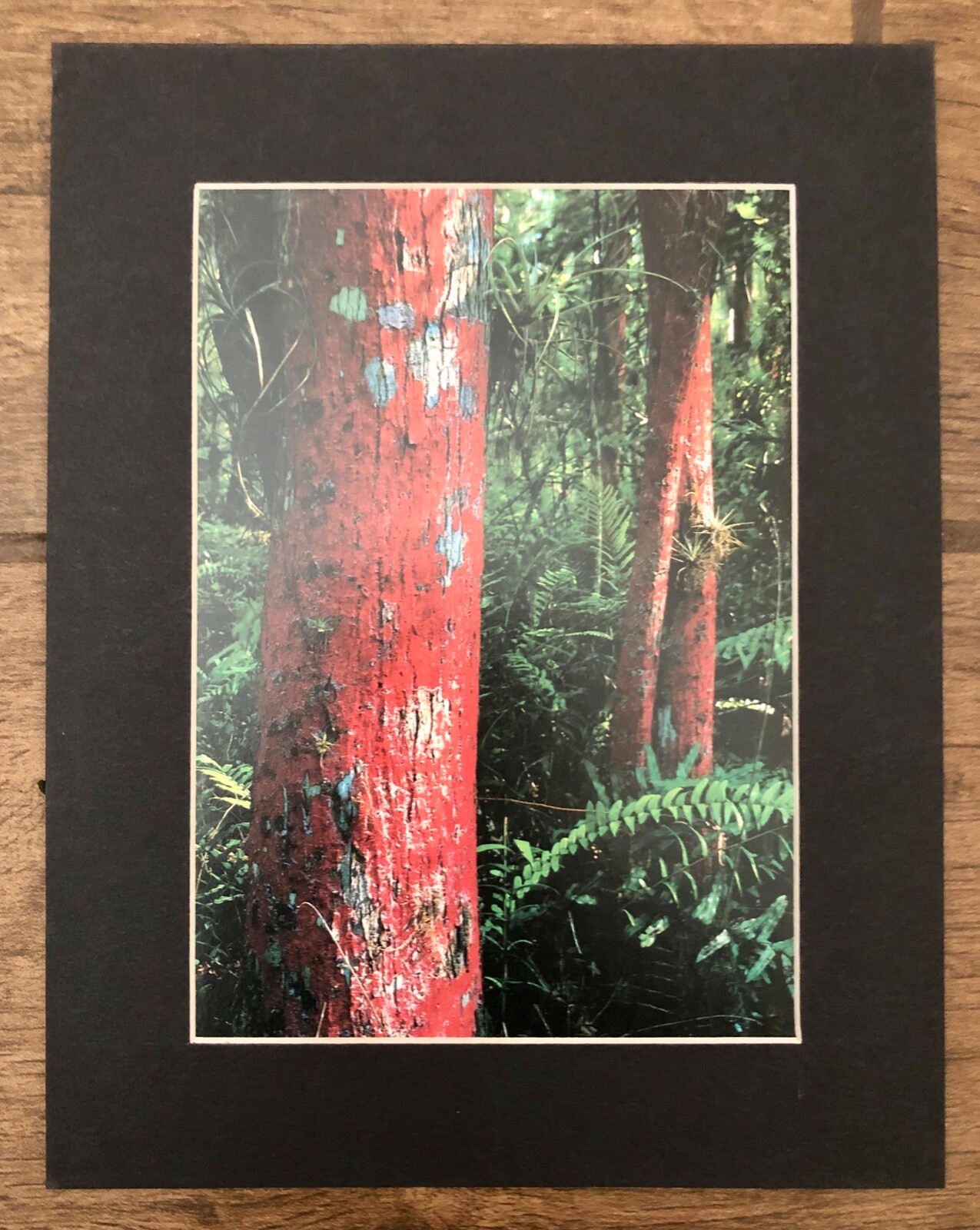 3 Vintage Matt Holzer Small 7″ x 9″ Photo Prints Trees Beech, Cypress, Aspen