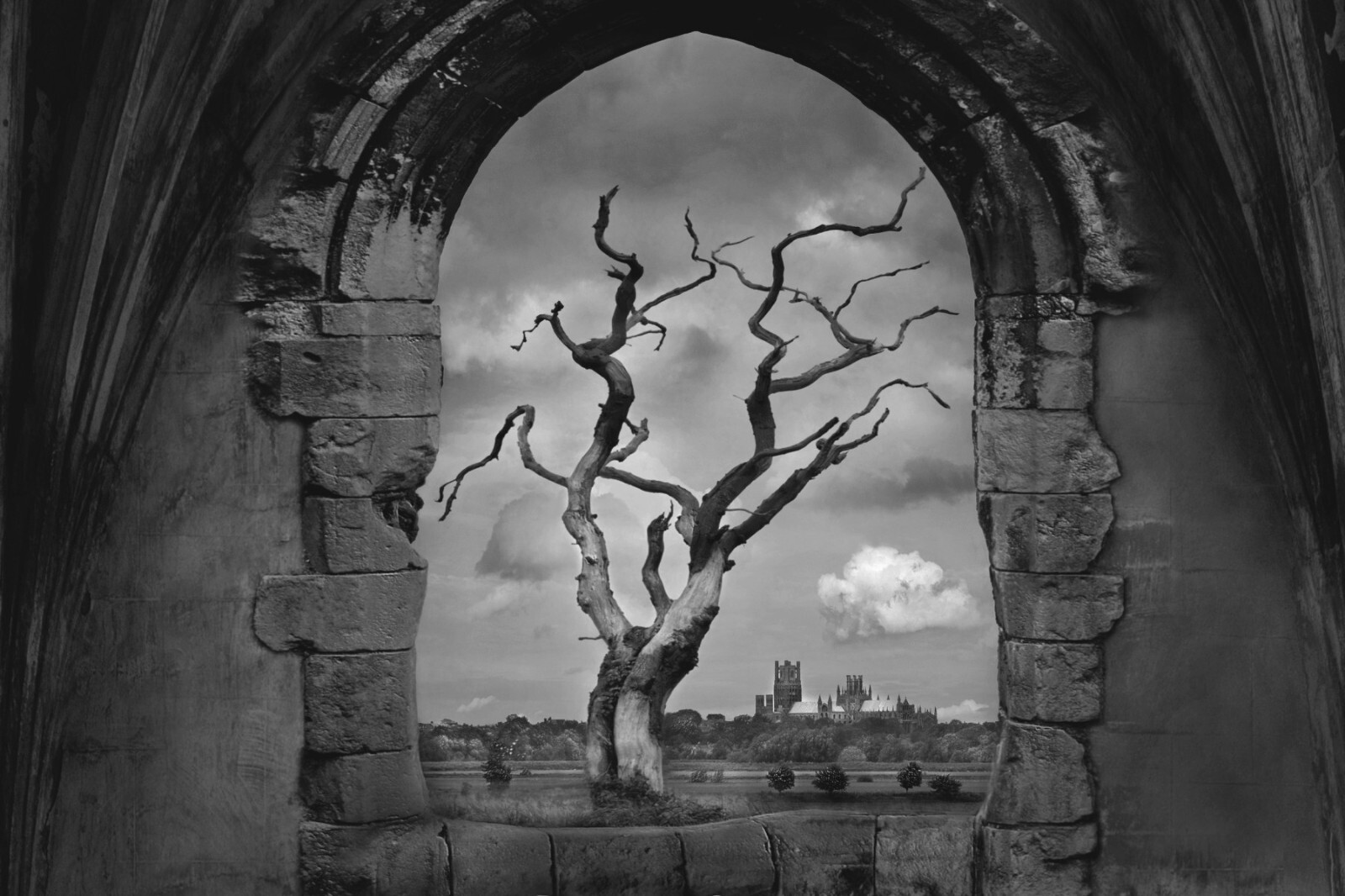 Fine Art B+W Photography Signed Ltd Edition SURREAL Tree of Knowledge in AD 2000