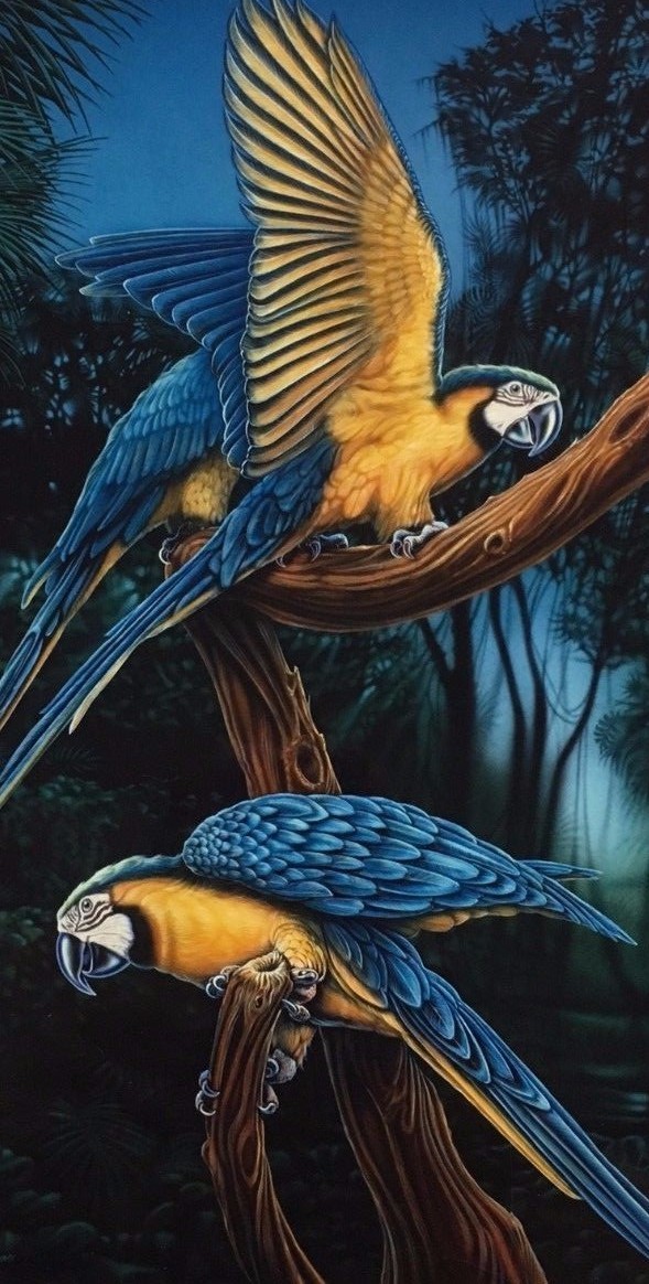 Tangher, Neeley-2 Macaws-Birds-Art for Sale