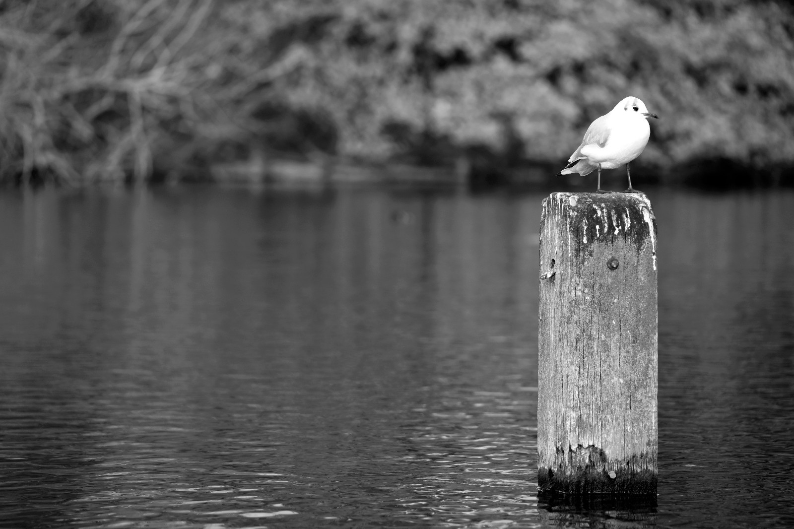 Bird on Post, Hyde Park, London, England, 18” x 12” Matte Print