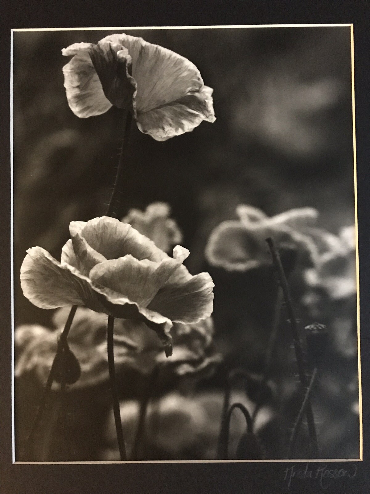 KRISTA ROSSOW SIGNED MODERN PHOTOGRAPHY MATTED OREGON ARTIST POPPY FLOWER NATURE