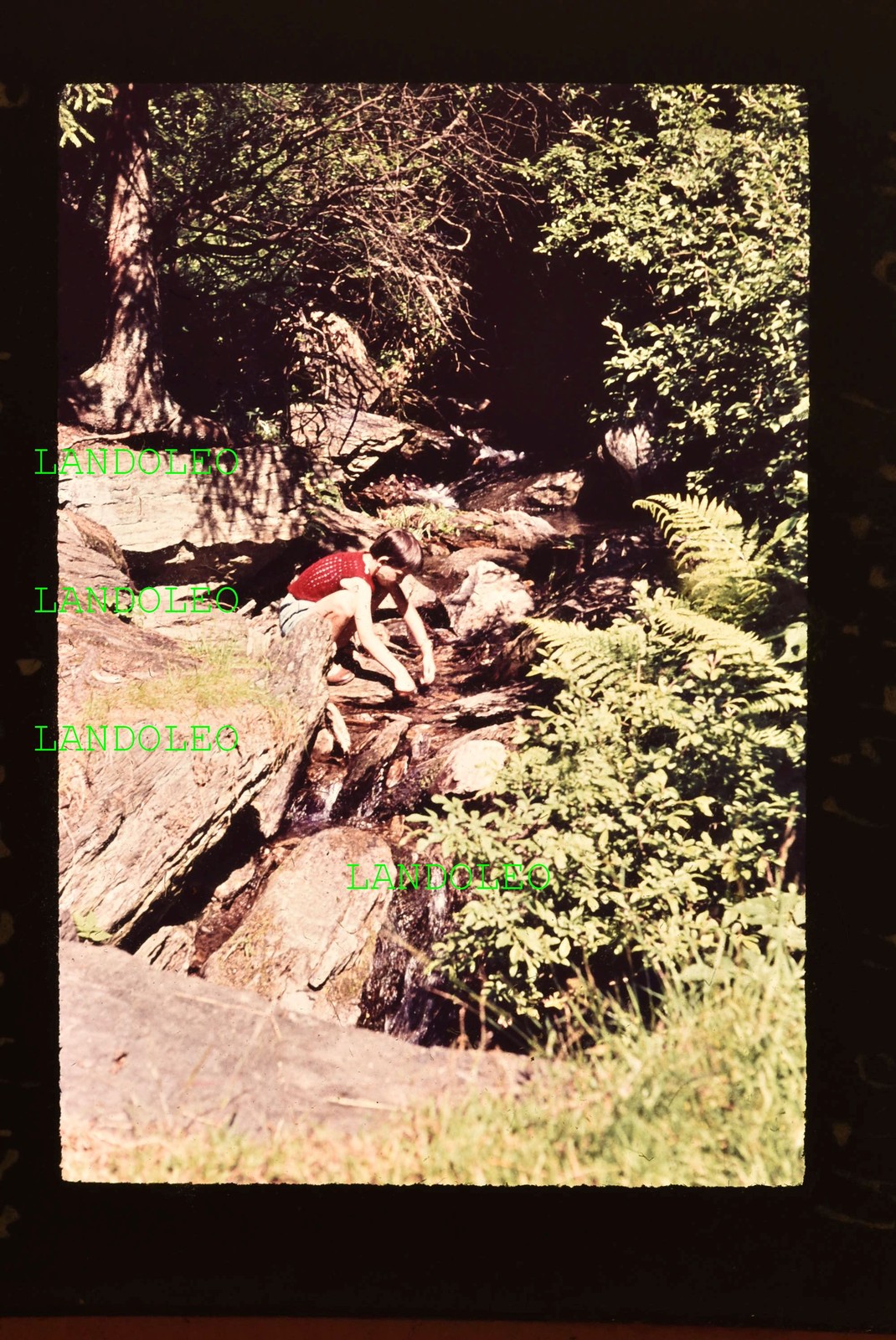 Slide 1962 Siegmundsburg am Waldbach Nature Trees Scene