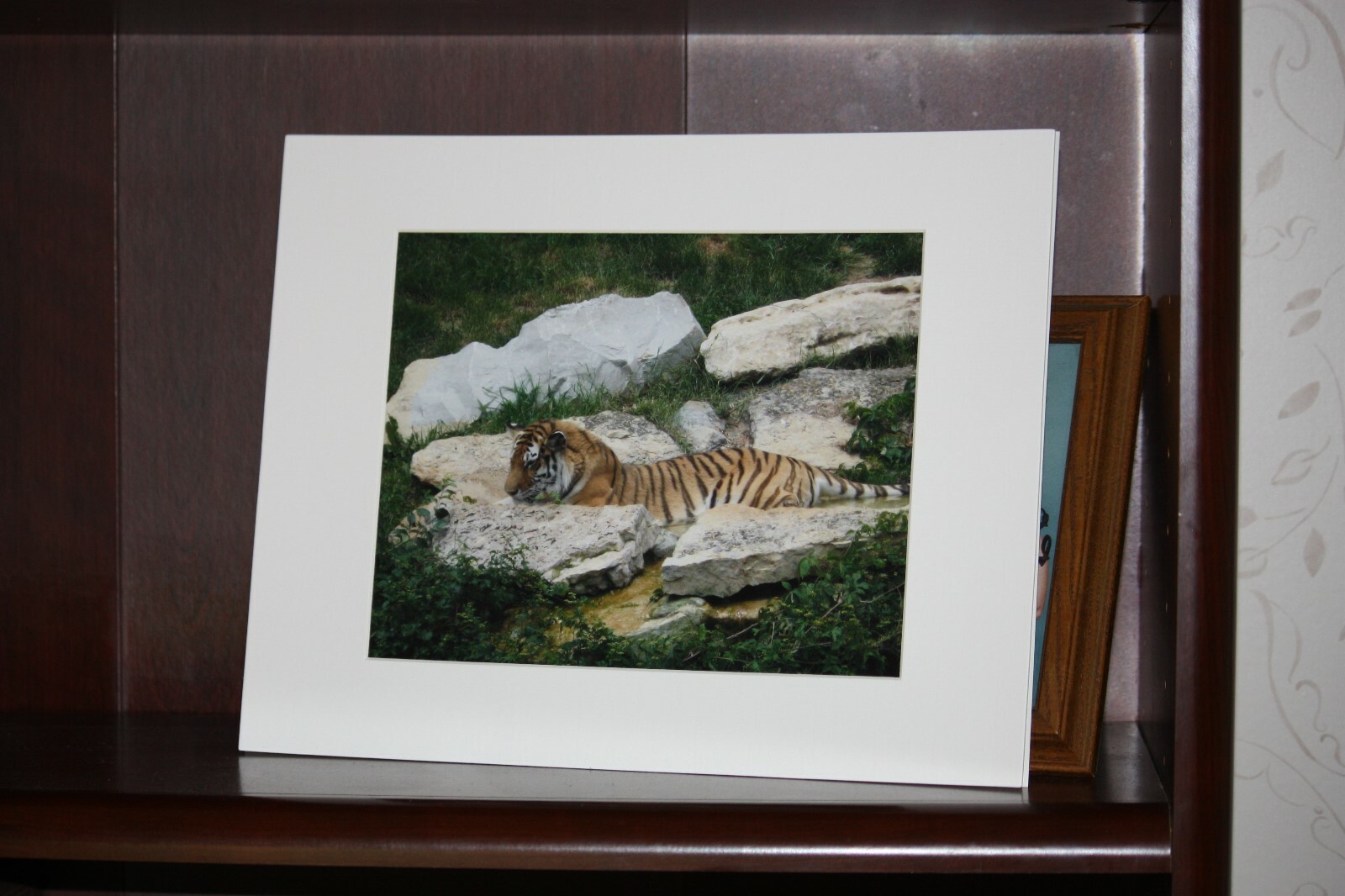 Siberian Tiger Photo, Wildlife Photograph, Louisville Zoo, Louisville Photograph