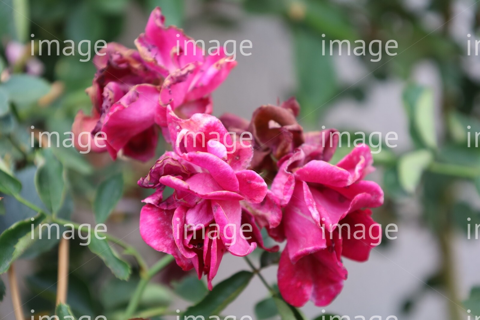 Photo Digital Product Flowers Roses Nature Wall Art Poster Background Gifting