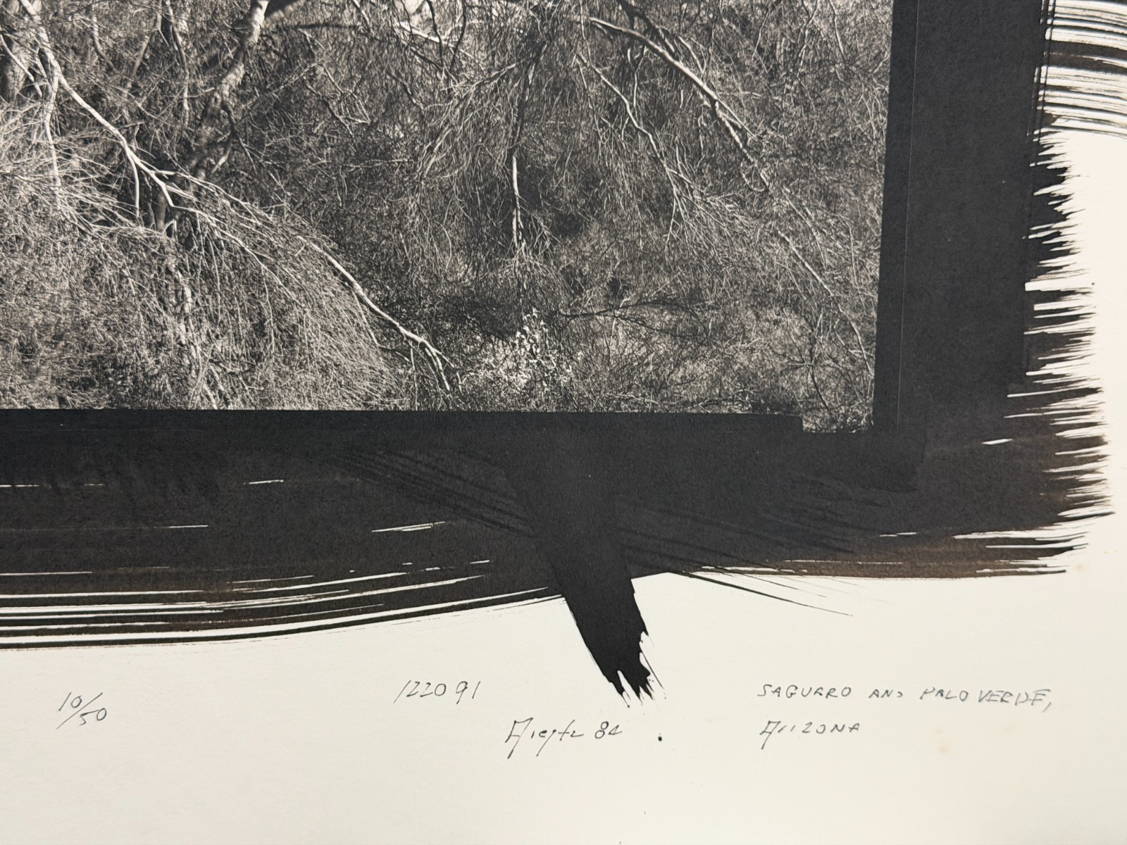 Dick Arentz, Saguaro Cactus and Palo Verde, 1984, Palladium / Platinum Print