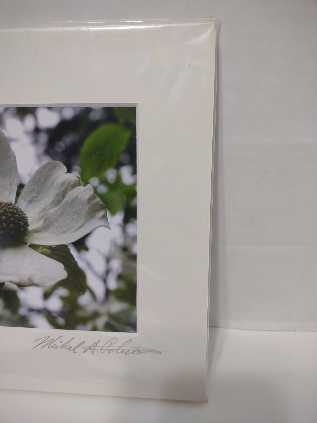 Signed Michael A Peterson Photography Dogwood Flat Mounted Canvas Gatorboard