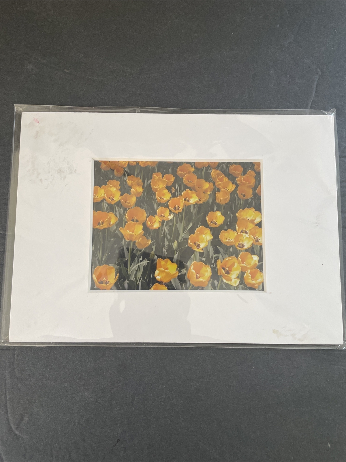 Flowers Photography by: “Muggs” Margolis Framable Art 5 X 7 New