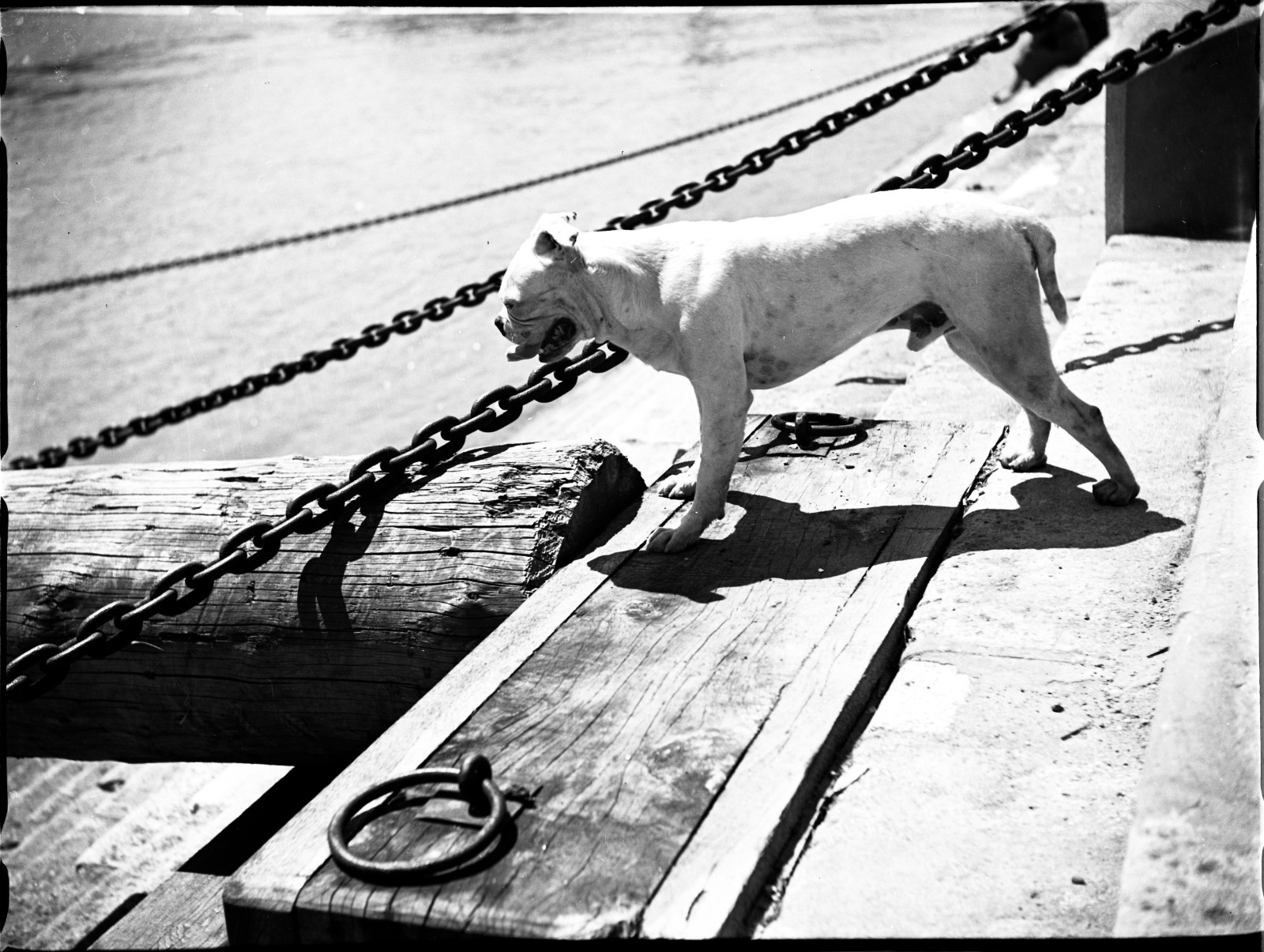 american bulldog, sweet dog, unusual by Szendrő (Szendro), original fine art Pho