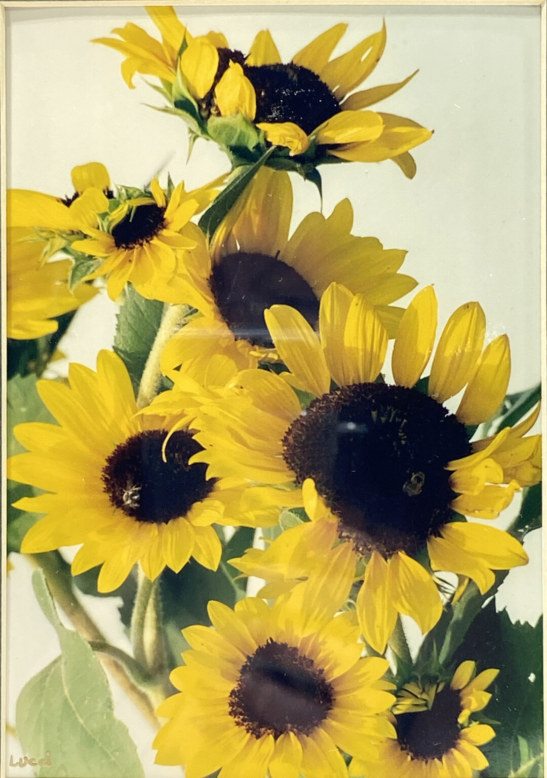 Sunflower Photo With Wooden Frame 2003 By Martha Lucci Artworks & Photography