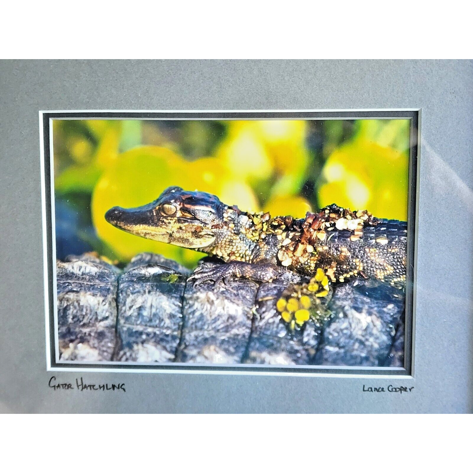 Lance Cooper “Gator Hatchling” Framed Wildlife Photo Print Signed 11″ x 8.5″