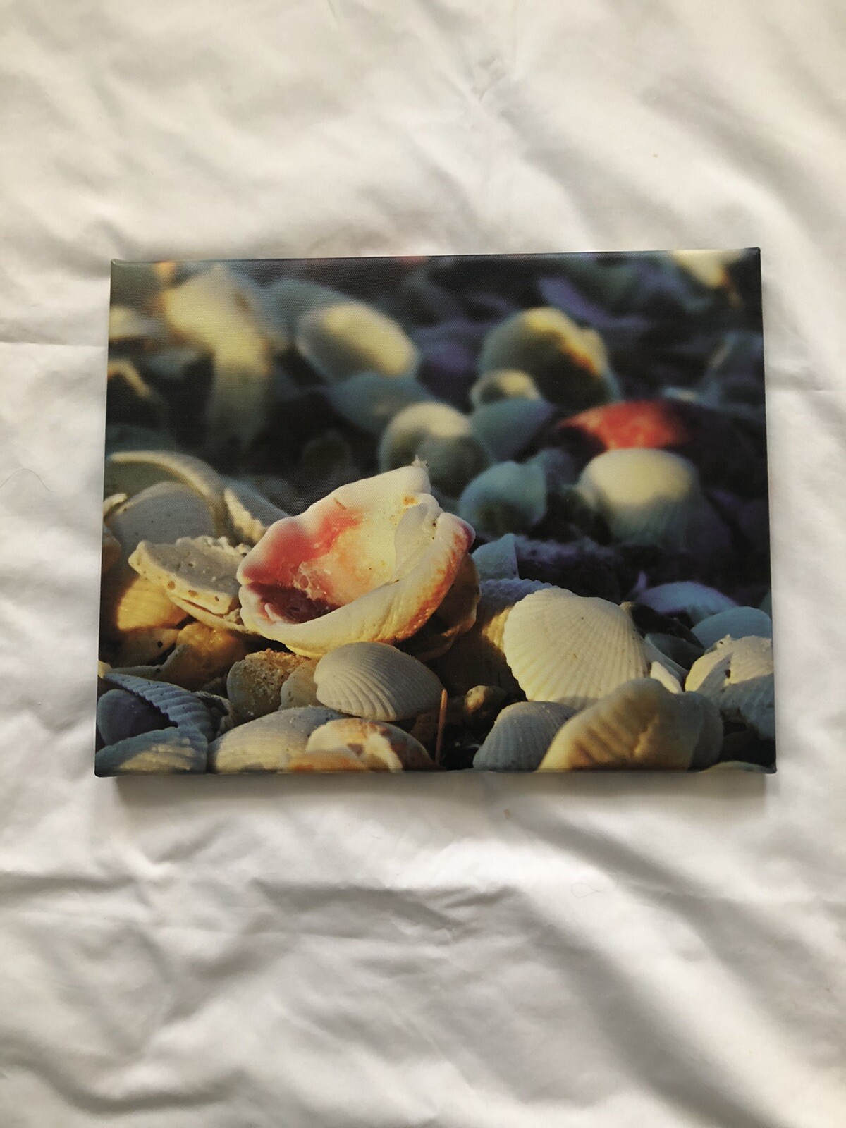 11×14 STRETCHED CANVAS SEASHELL PHOTO