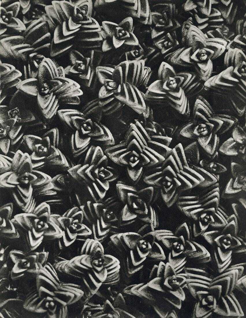 KARL BLOSSFELDT,1942 Original BOTANICAL PLANT, FREE SHIPPING, Rare