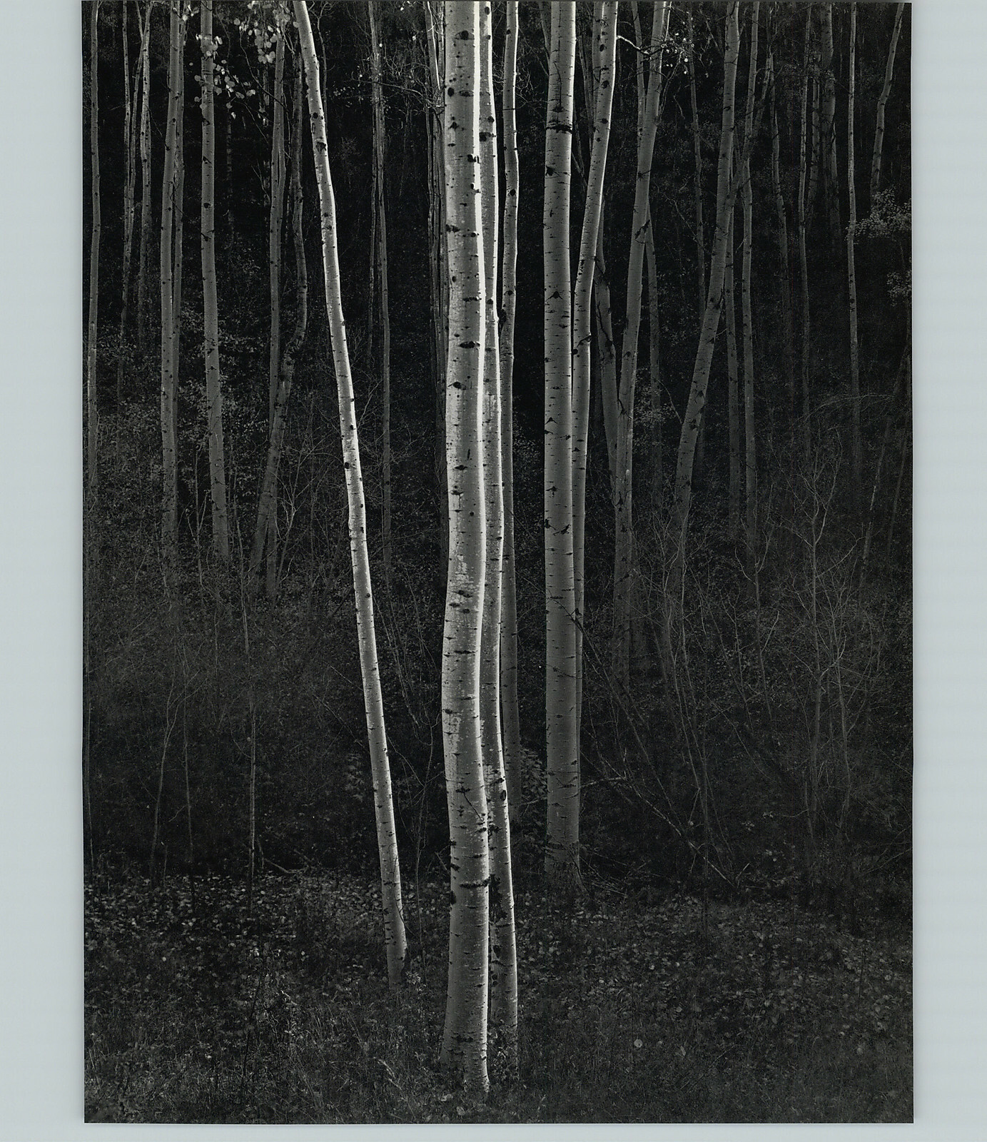 1958 1963 Ansel Adams Aspens New Mexico Art Photo 16X20