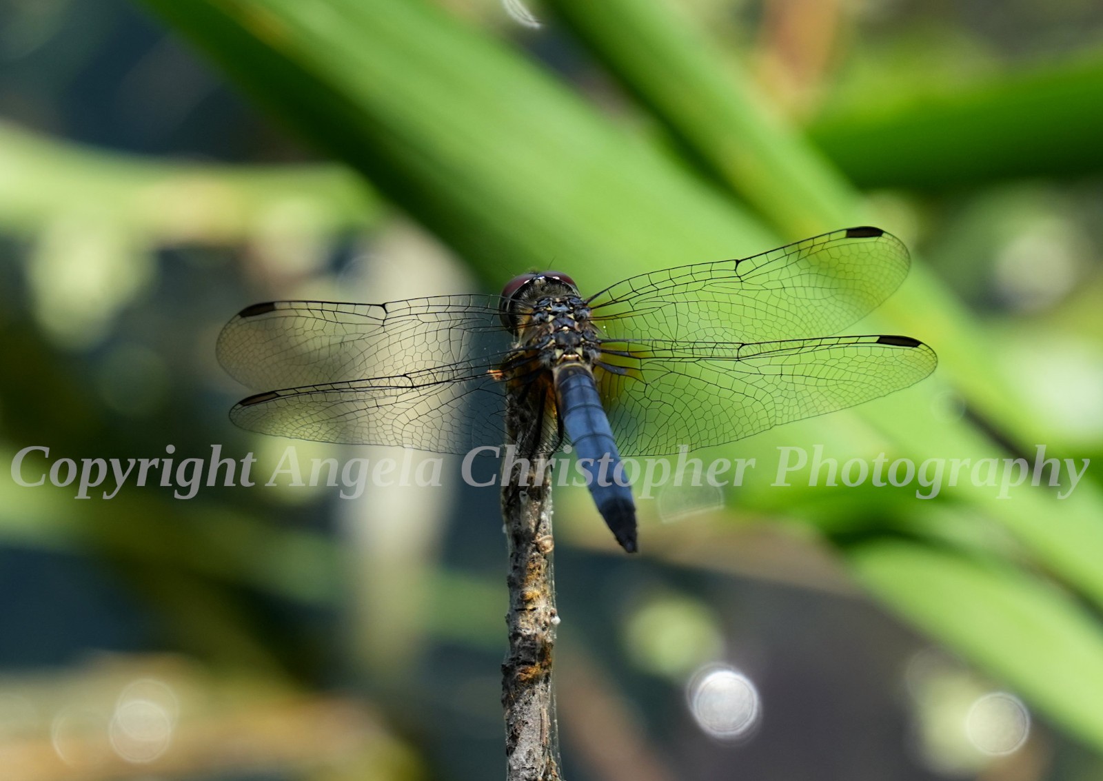 Original ACEO photo fine art print 2.5×3.5 in. BLUE DASHER DRAGONFLY clear wings