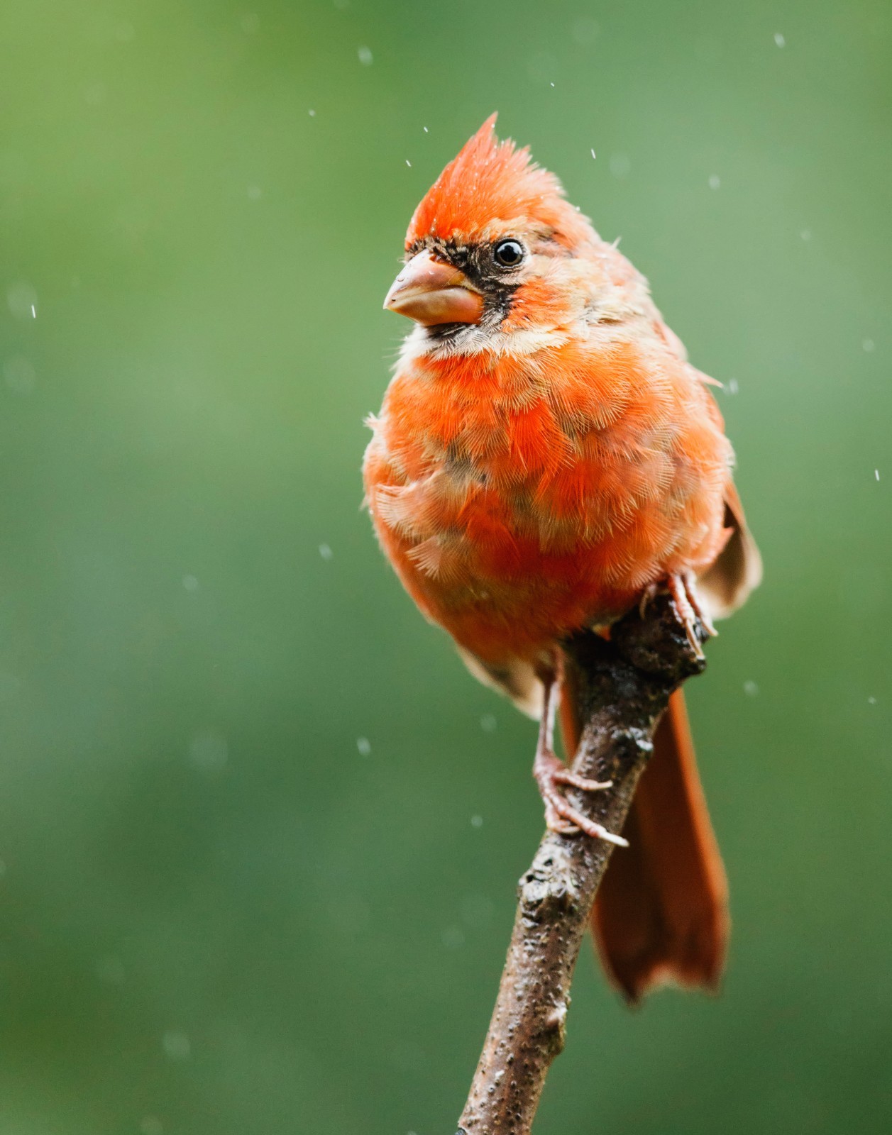 Male Northern Cardinal Bird 11×14 Photograph Print 11″x14″