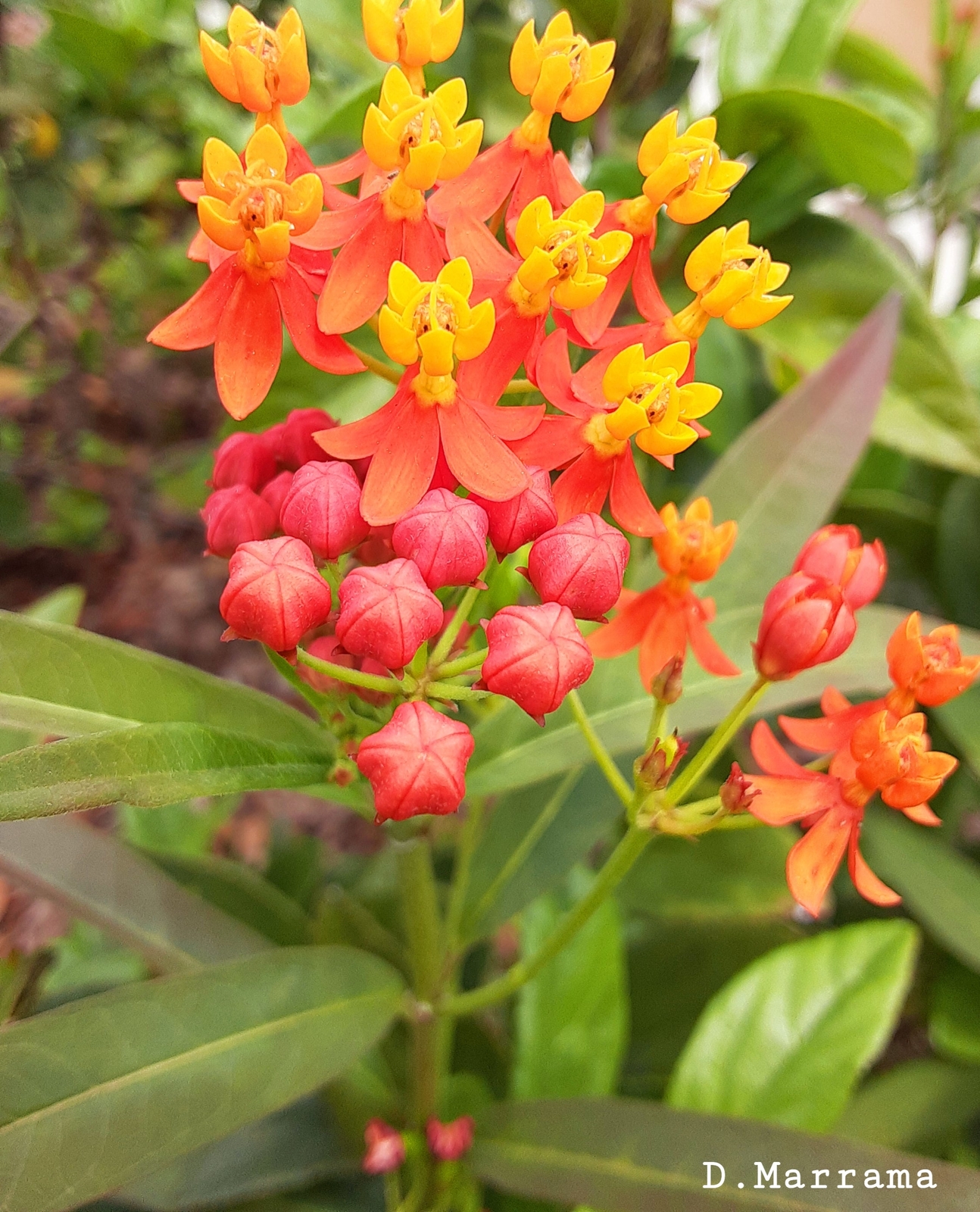 Photography; Multicolored orange flower,  that reminds me of a dragons face.