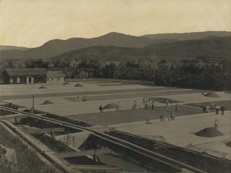 AGRICULTURAL DRYING COFFEE, COSTA RICA. PROCESS DETAIL TONED SILVER PRINT.
