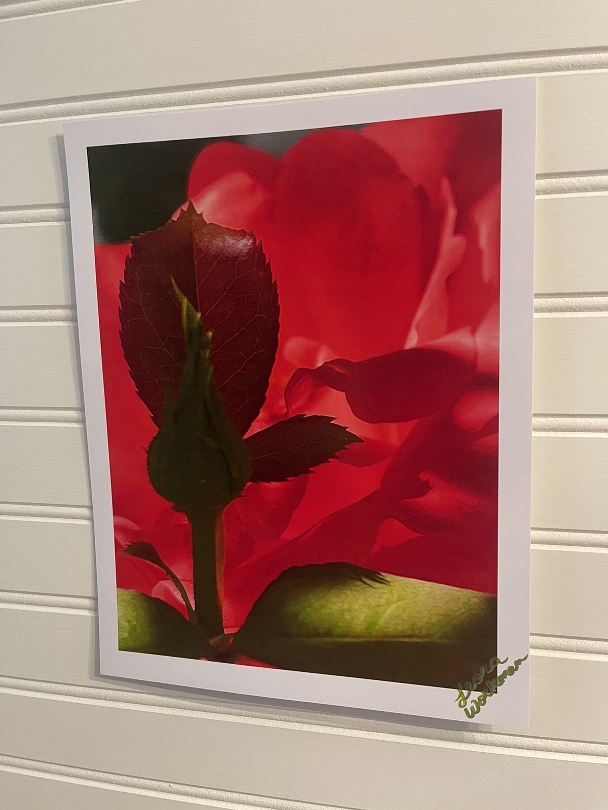 Garden Rose #6 – landscape photograph 8.5×11