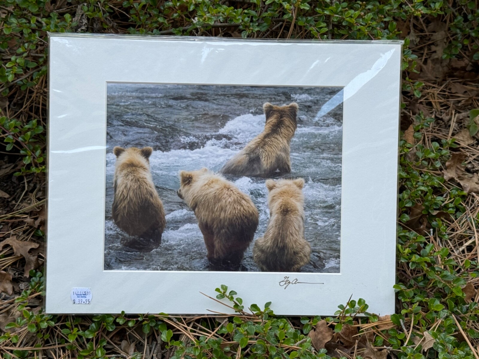Artist Greg Arbutine 8″x10″ Photograph in 11″x14″ black mat “Alaskan Bear Cubs”