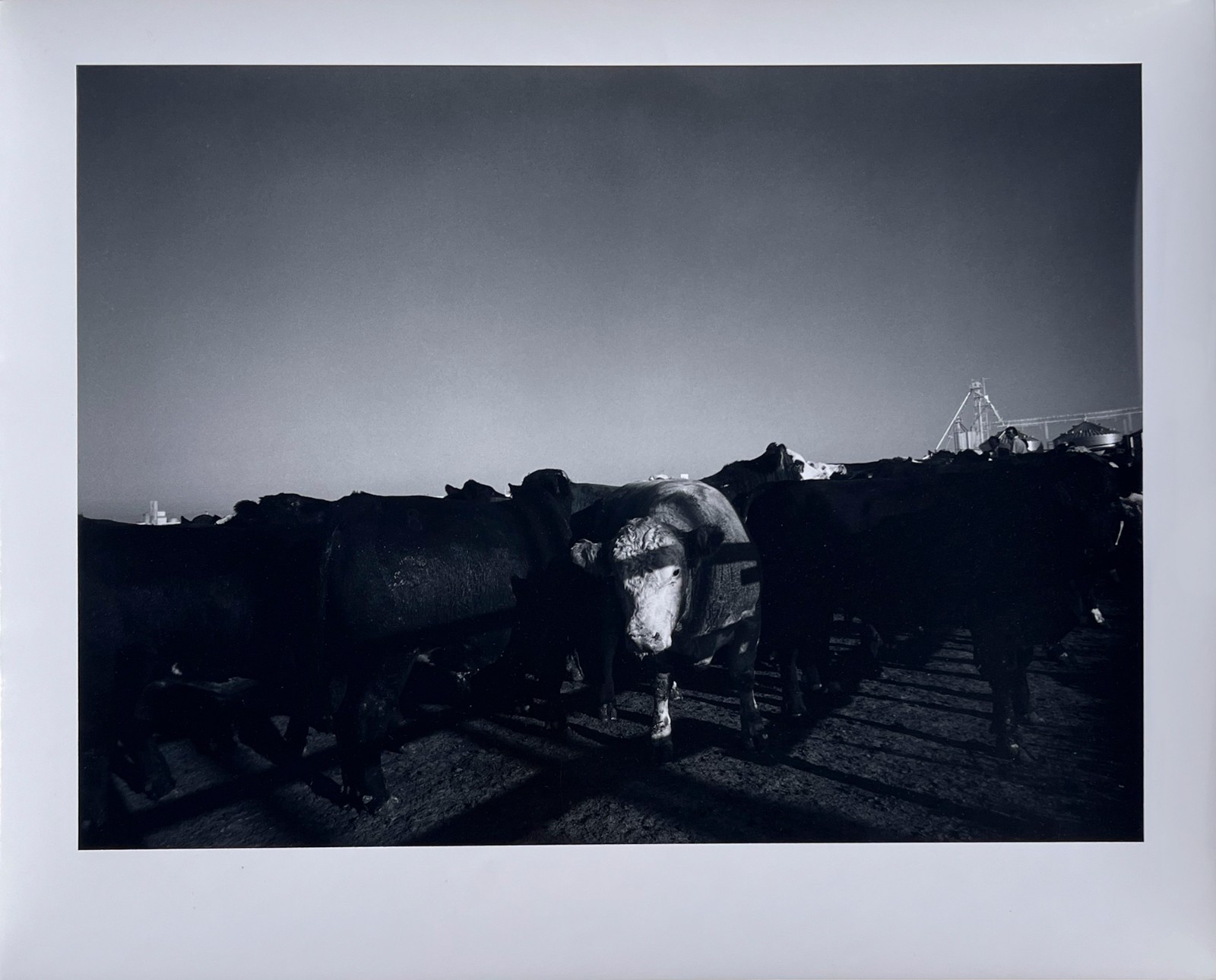 Wolf Von Dem Bussche – From The Peaceable Kingdom c.1971 (LHi01)
