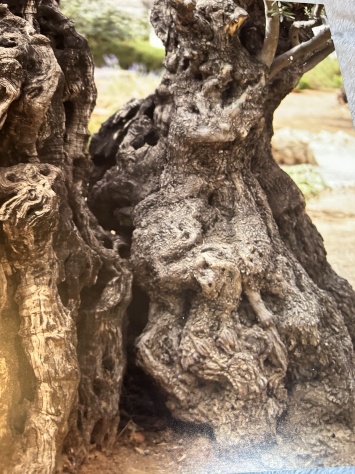 Fine Art Olive Tree Photography on Glass | Fotoflot Wall Art | 22×15