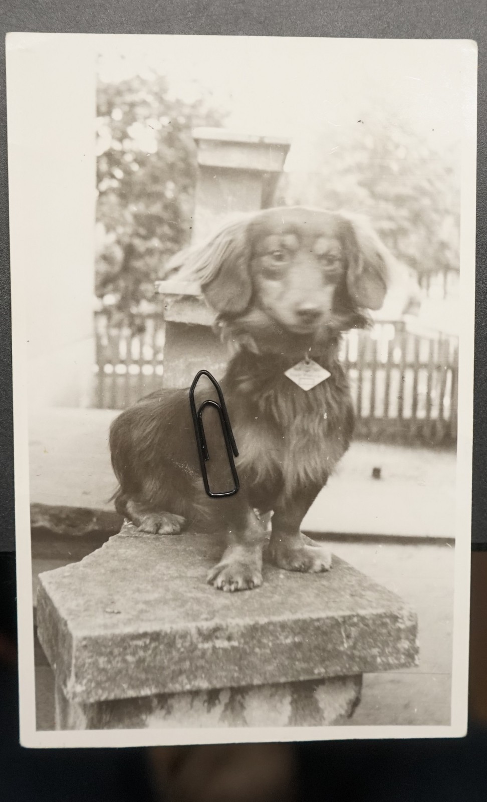 Photo Portrait Pet Dachshund Dog Tag Vintage Postcard Prenzlau Stamp Picture