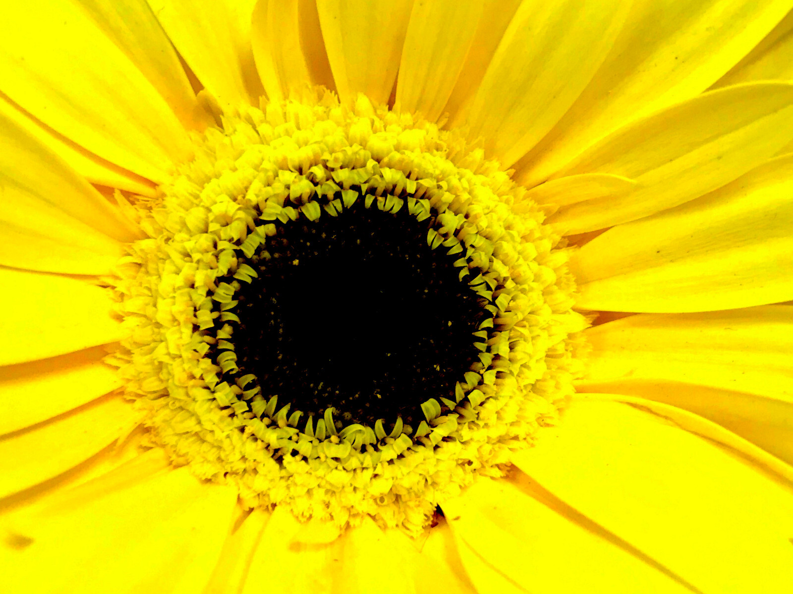 EYE OF THE SUNFLOWER II 4×6 ” MATTED PHOTO PRINT, FREE SHIPPING IN USA !!