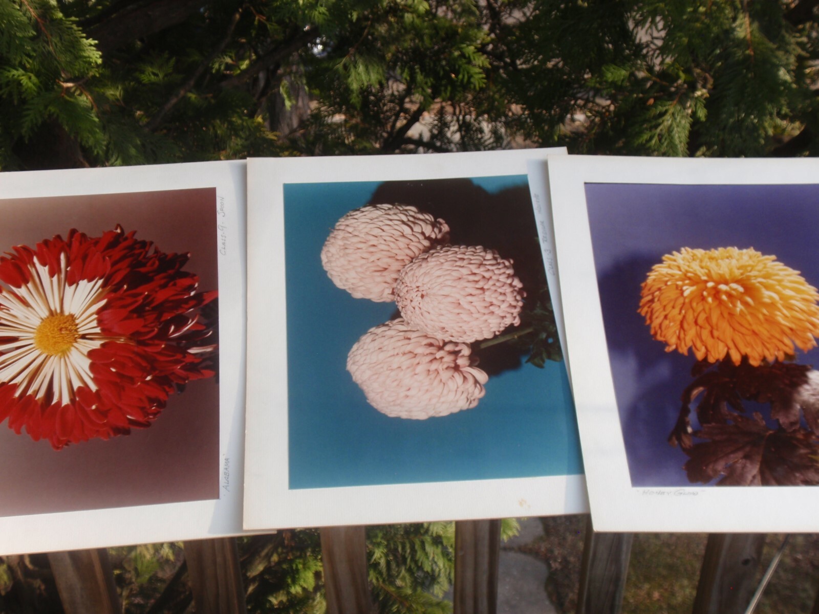 LOT OF 3 ORIGINAL COLOR PHOTOGRAPHS OF PLANTS FLOWERS 14.5 X 10.25 INCHES