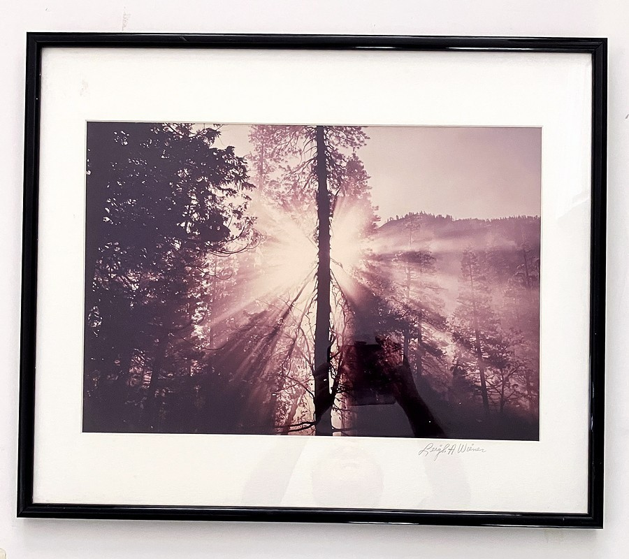 Leigh Wiener Original Color Photograph Trees in Sunlight Signed Framed