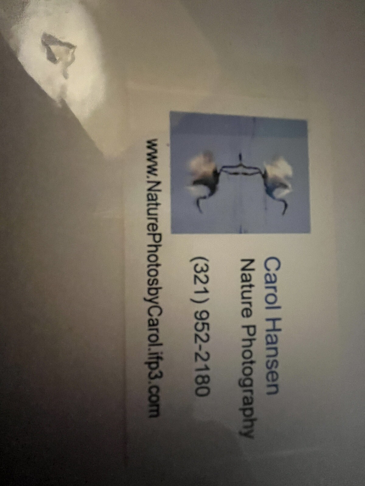 Great Egret Bird photos (2) Matted Signed