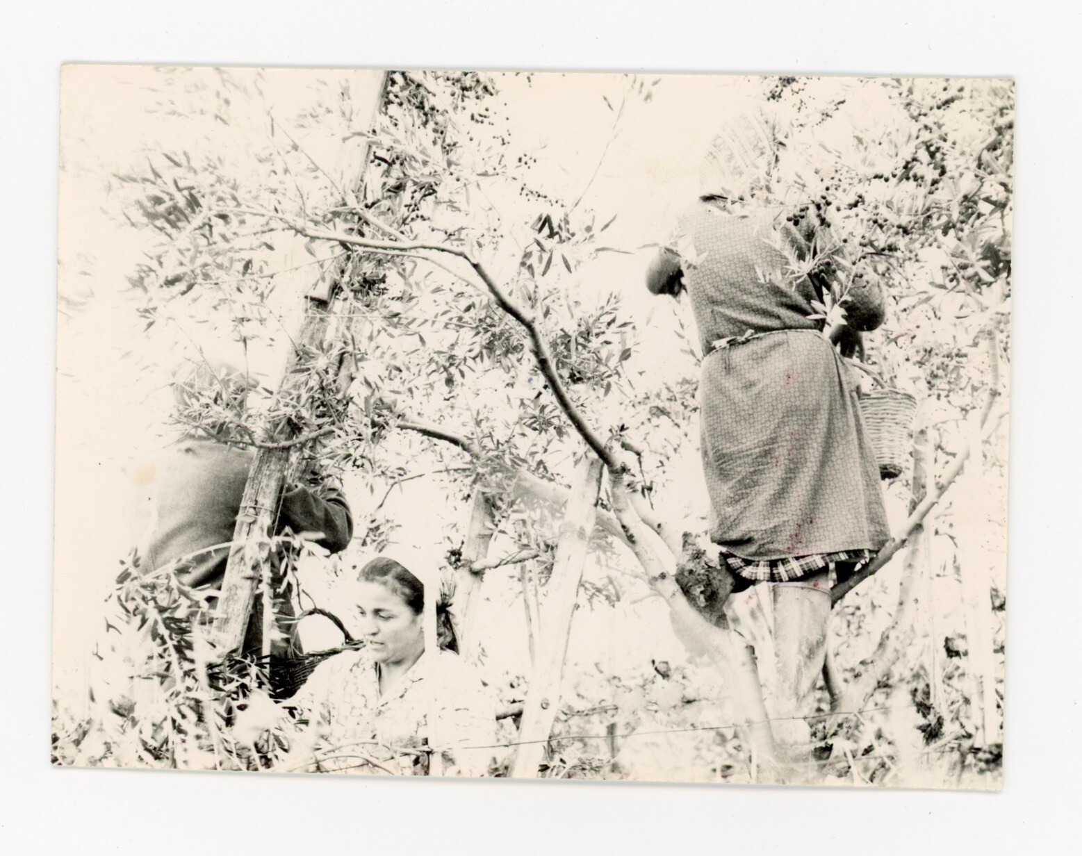 Mario Giacomelli Italy Photo La Buona Terra 1960s Vintage Humanism Italian