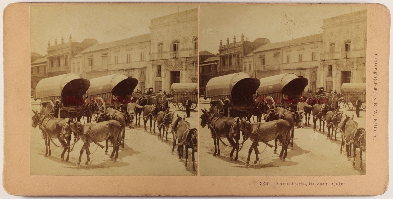 Cuba La Havane Farm Wagon Stereo Photo Vintage Album 1899