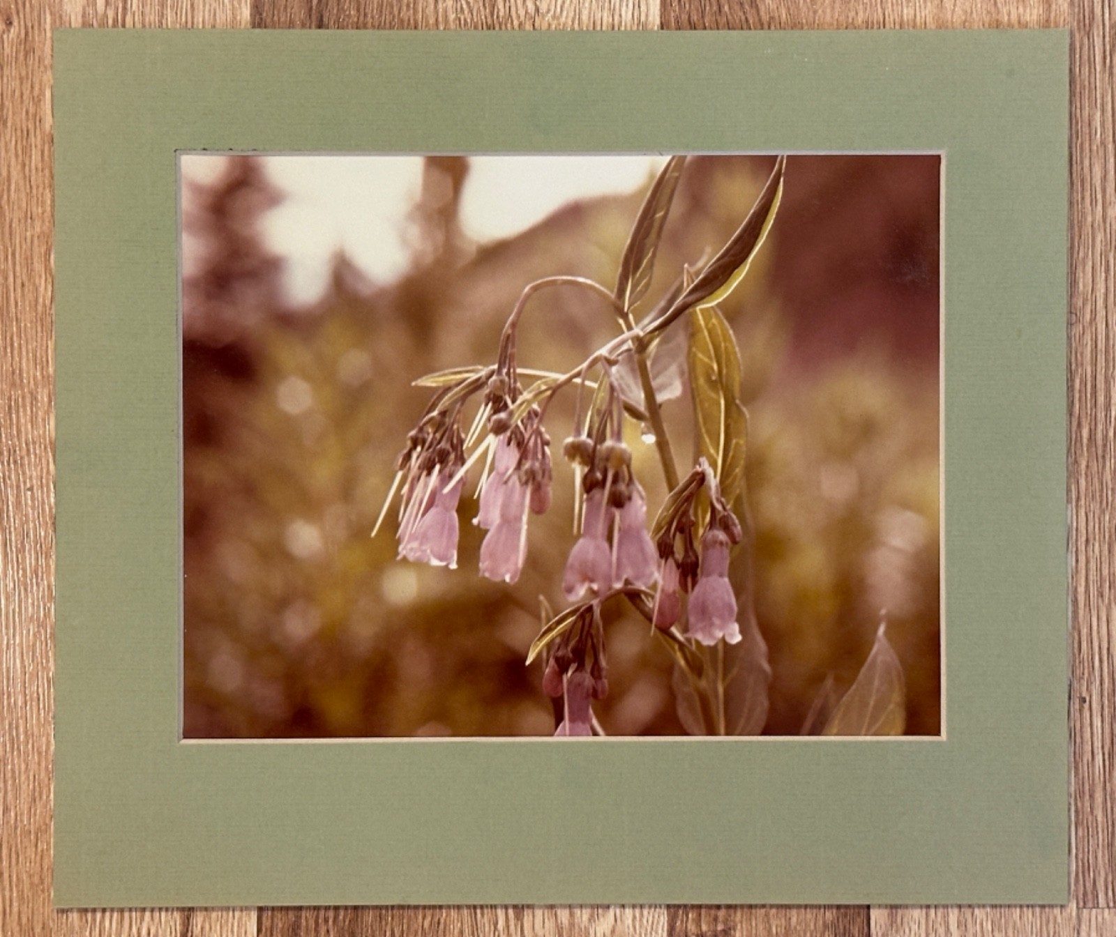 FLOWERS PHOTOGRAPH MATTED 12″ X 10.5