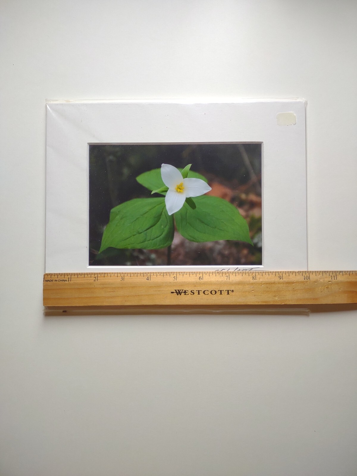 Signed Michael A Peterson Photography Trilliums Flat Mounted Canvas Gatorboard