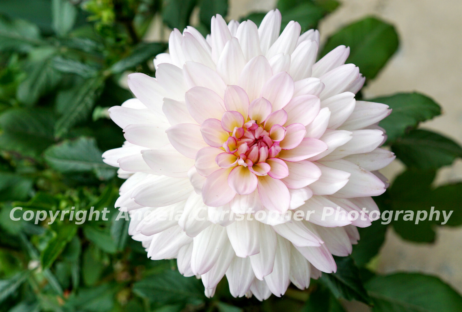 Original ACEO 2.5 x 3.5 inches photo fine art print WHITE & PINK DAHLIA flower