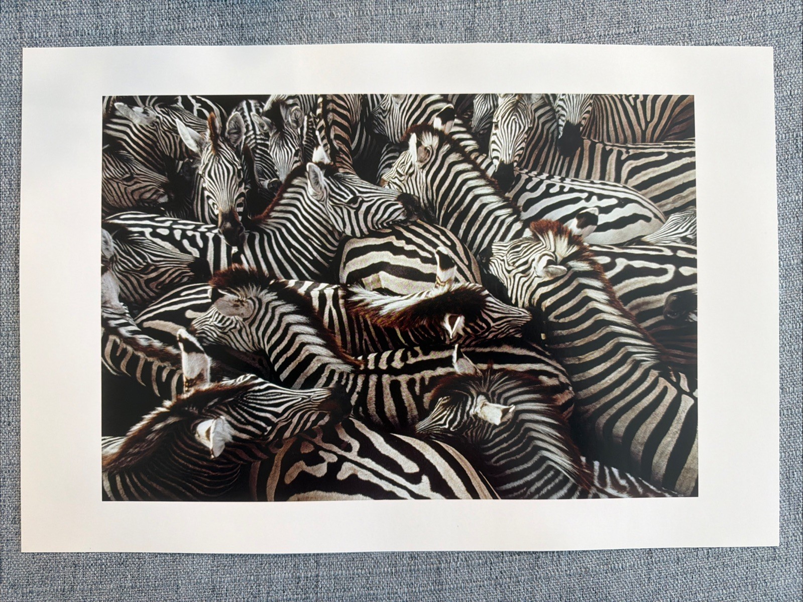 Zebras Wild Life, National Geographic Photo Print 10×15” By Frans Lanting
