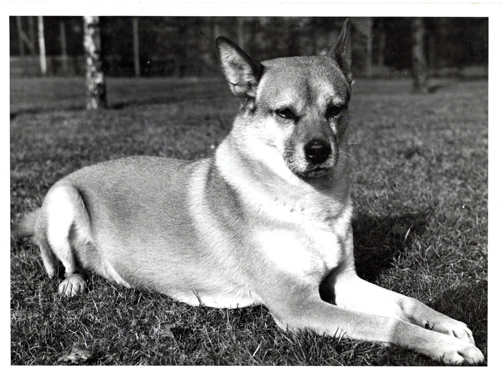 Vintage Animal Photo 1940s | Faithful Dog Portrait | Agfa Brovira Original Photo