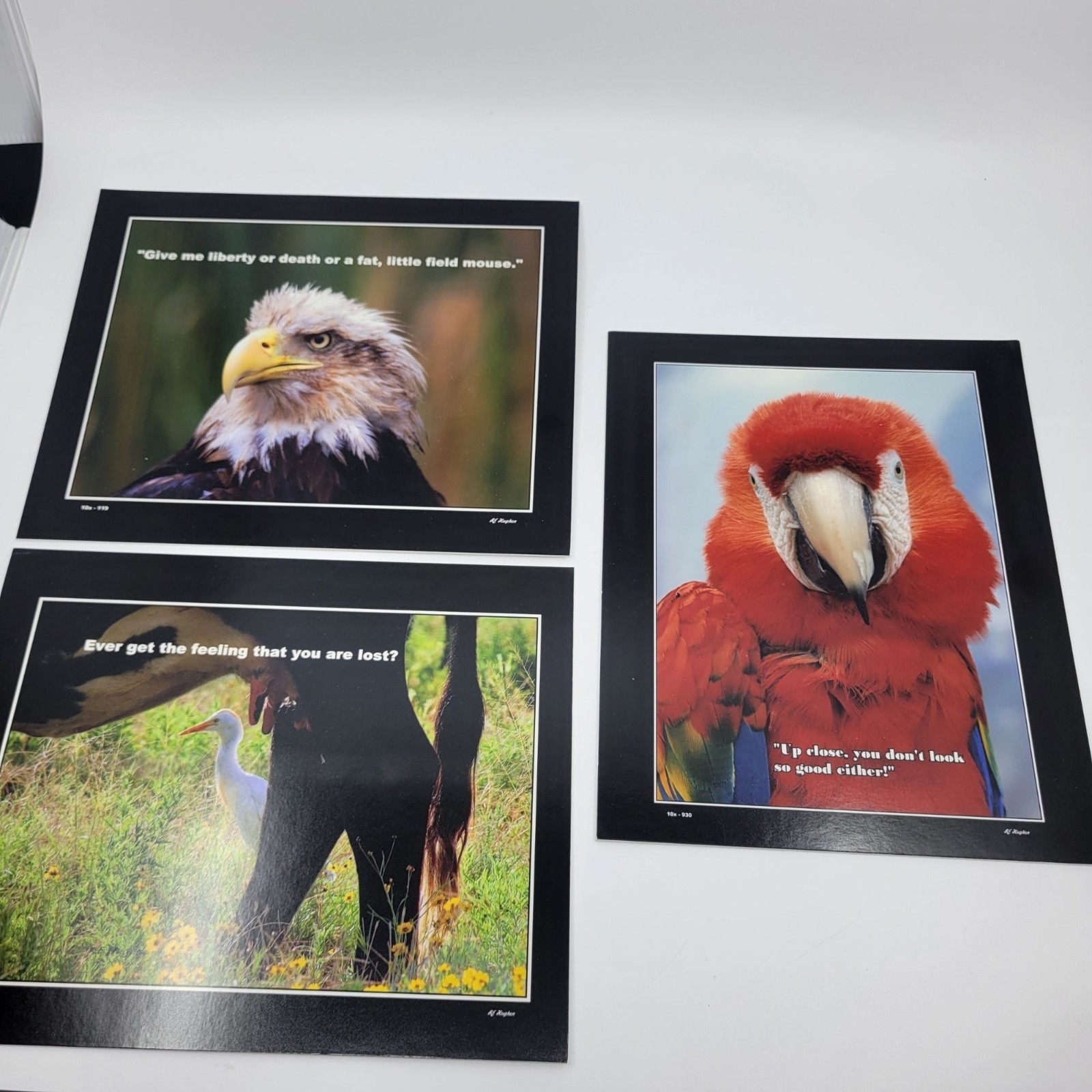 PHOTOGRAPHY Art MEME Prints Lot 3 Humorous Birds Animals Nature Photo – HW034
