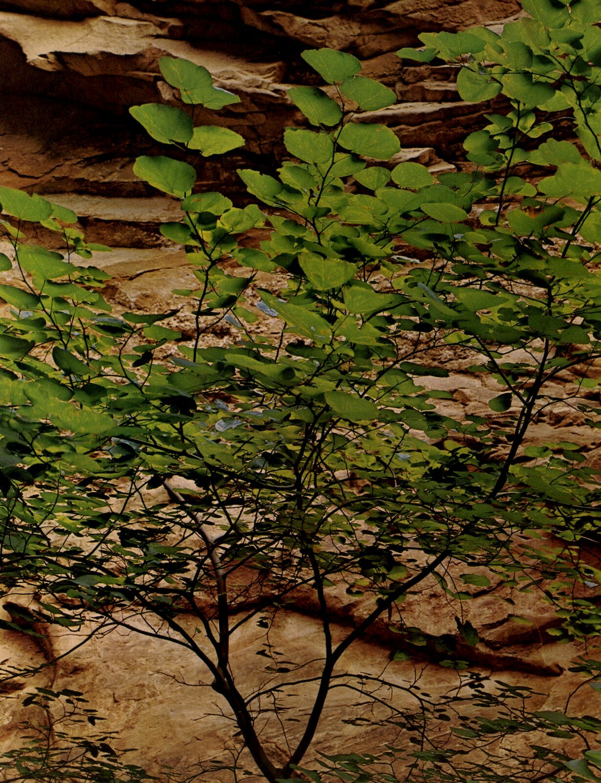 1962 Eliot Porter Glen Canyon Redbud Tree Branches Hidden Passage Photo Gravure