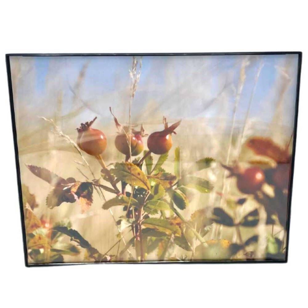 Prairie Rose Photograph | 8×10 Framed Image | 2 The Ends of the Earth