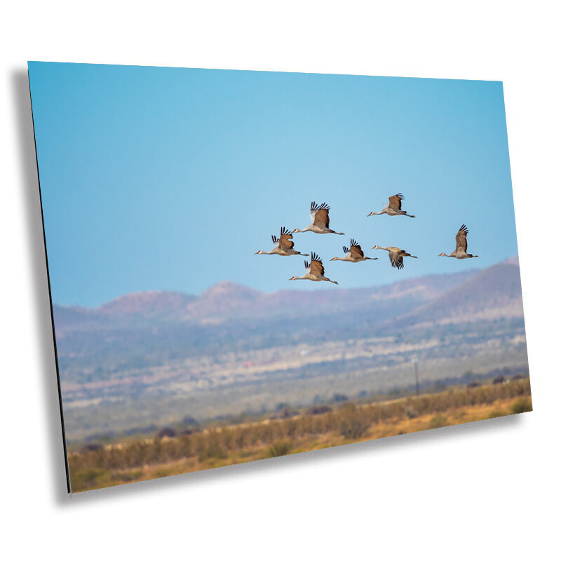 Dancing in the Sky: Sandhill Cranes in Flight Bird Watching Photography Wall Art