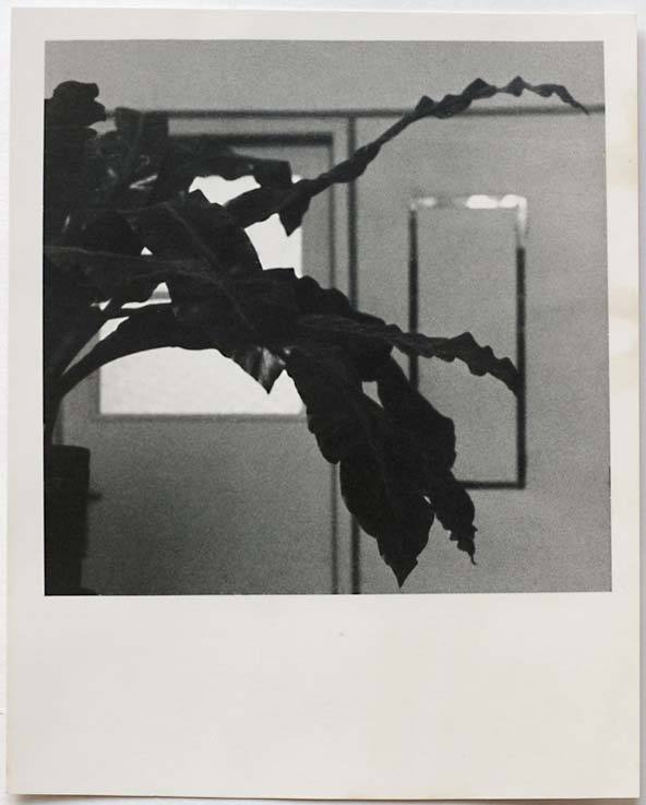 Original vintage 1950s abstract plant, surreal still life